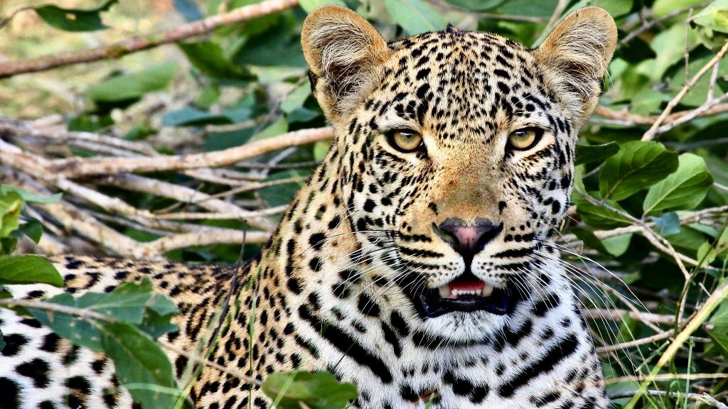 safari tanzanie afrique